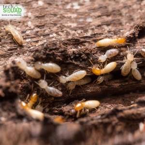 Experts in Termite control services in Bangalore with TechSq